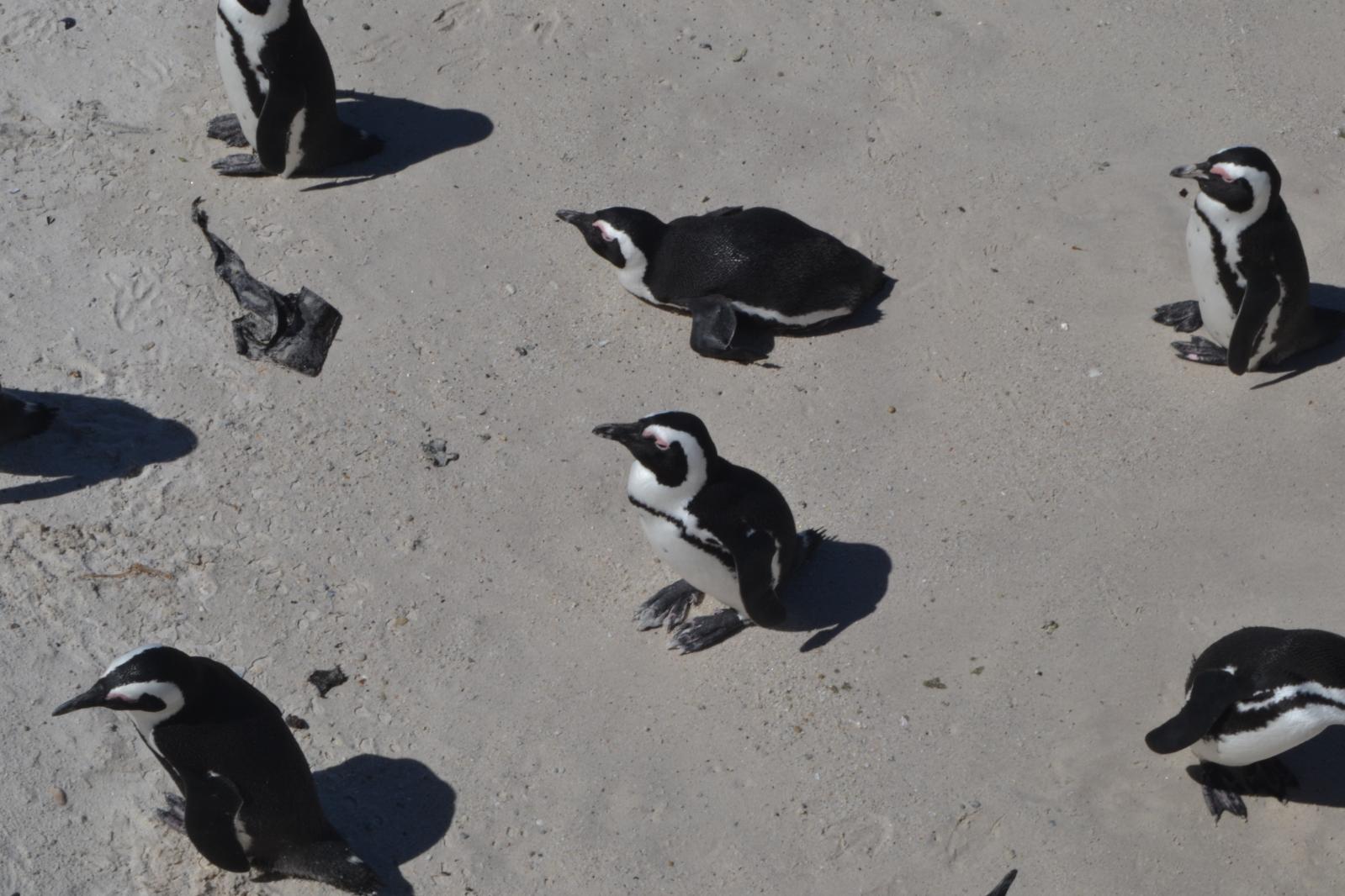 Penguin